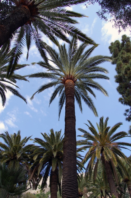 Palmier des Canaries, Faux dattier