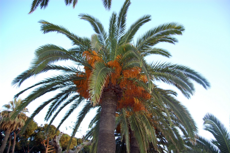 Palmier des Canaries, Faux dattier