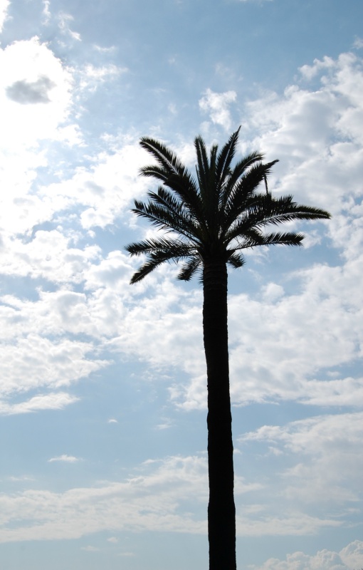 Palmier des Canaries, Faux dattier