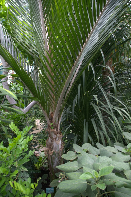 Palmier blaireau, Palmier de Nikau