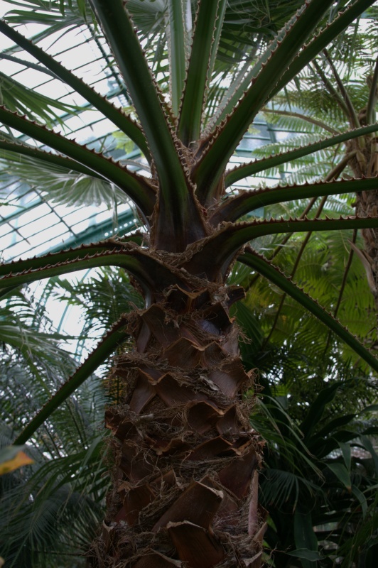 Palmier jupon, Palmier de Californie