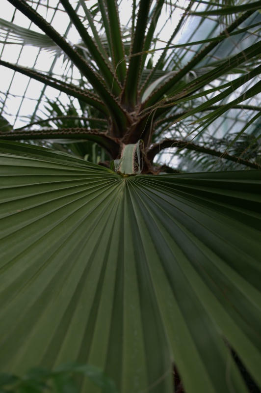 Palmier jupon, Palmier de Californie