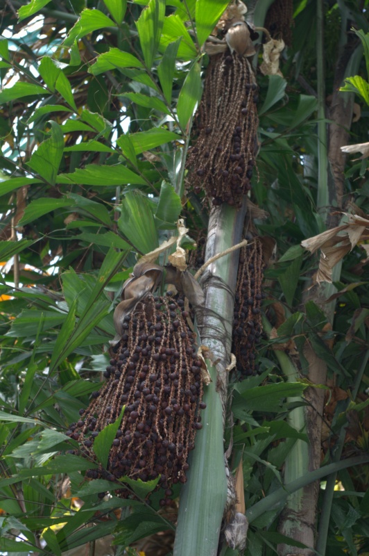 Palmier queue de poisson, Palmier céleri