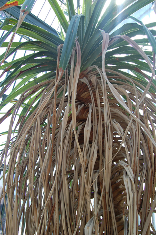 Pandanus tectorius, Fara
