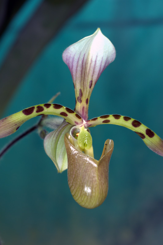Paphiopedilum 'Hayn'