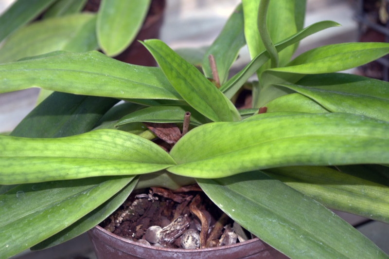 Paphiopedilum doraeus, Sabot de Vénus
