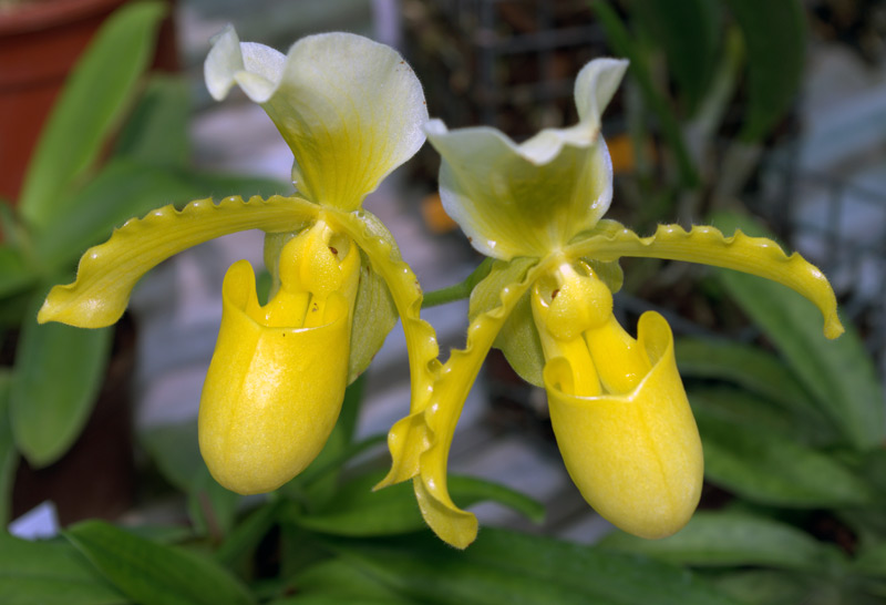 Paphiopedilum doraeus, Sabot de Vénus