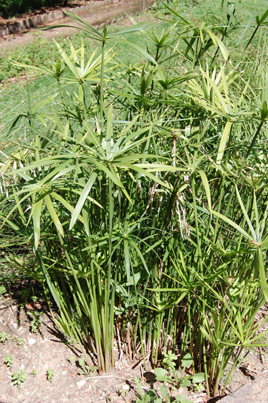 Papyrus à feuilles alternes