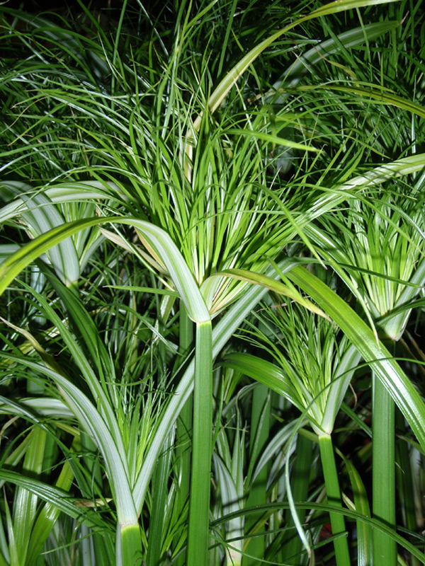 Papyrus à feuilles alternes