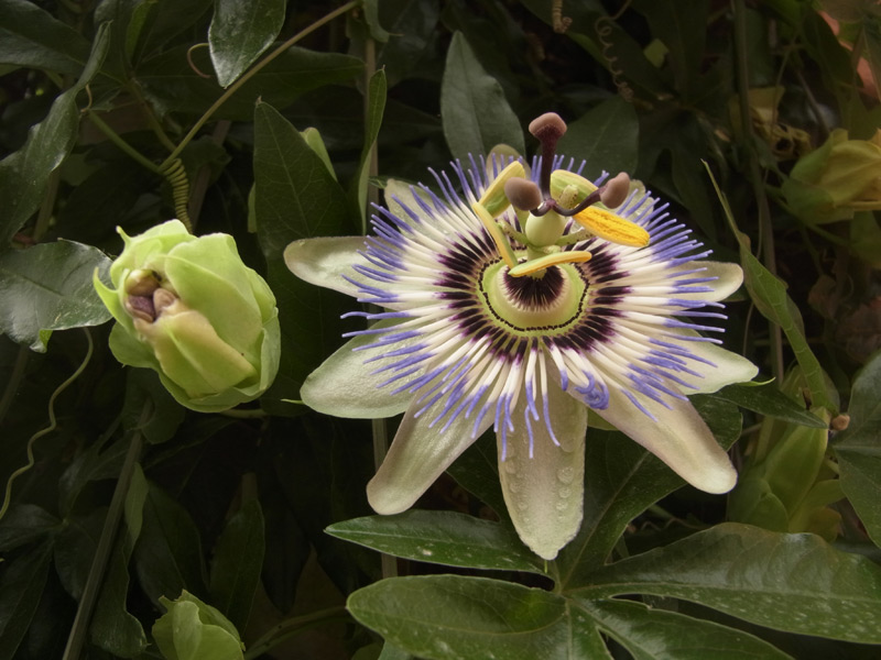 Passiflore bleue