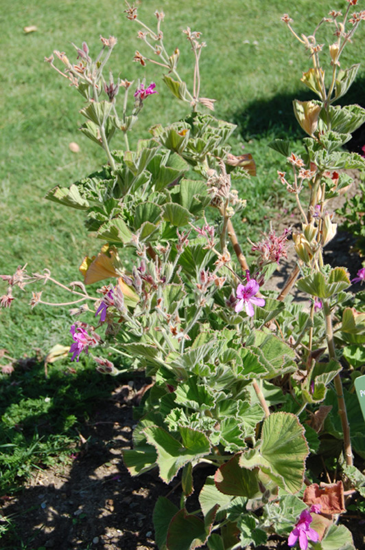 Pélargonium à feuillage odorant