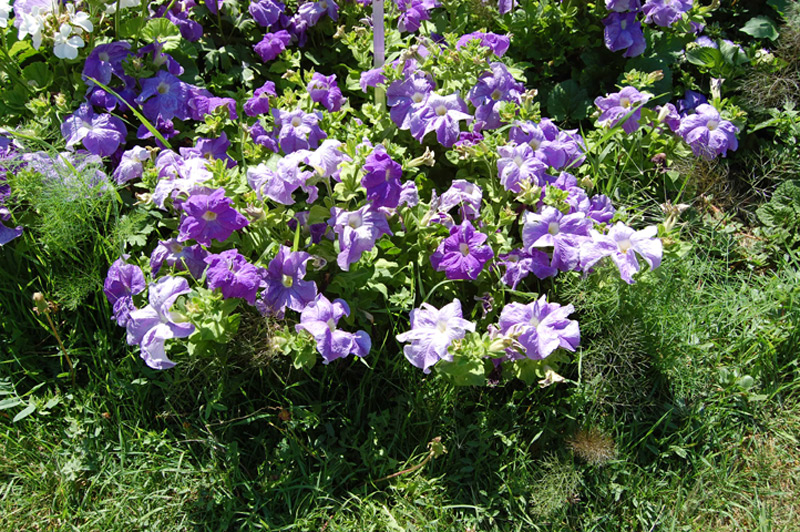 Pétunia 'Parade'