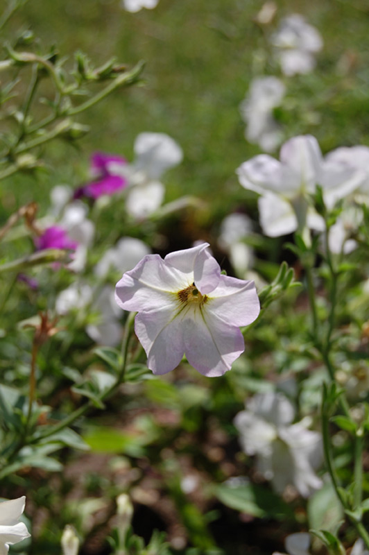 Pétunia blanc