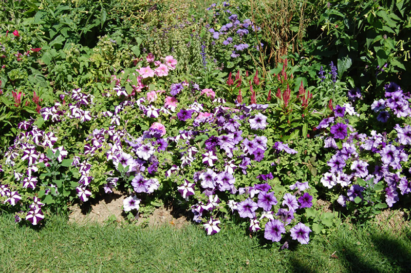 Pétunia à grandes fleurs 'Parade'