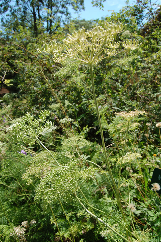 Peucédan d'Autriche