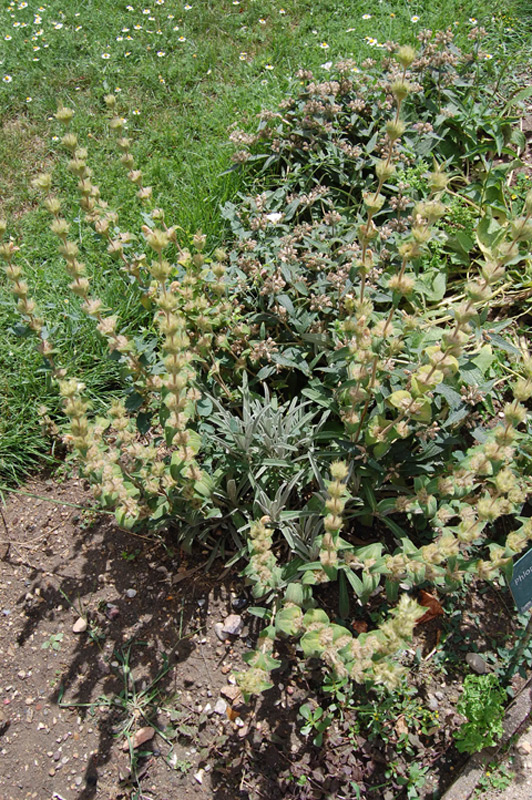 Phlomis lychnite