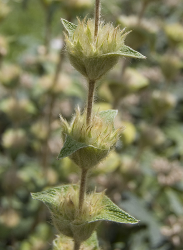 Phlomis lychnite