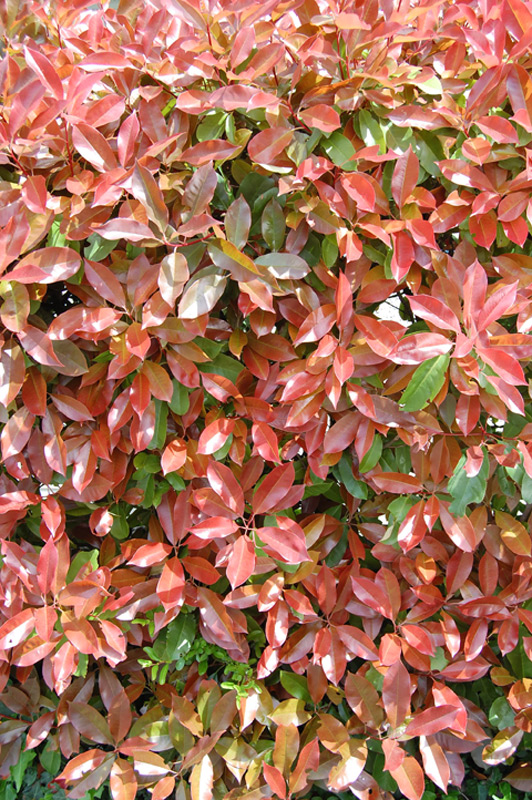 Photinia de Fraser