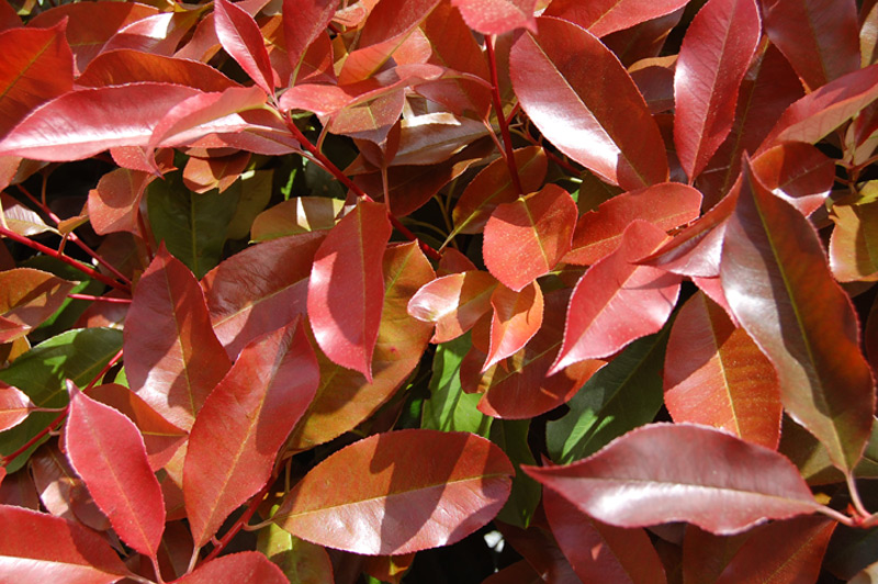 Photinia de Fraser