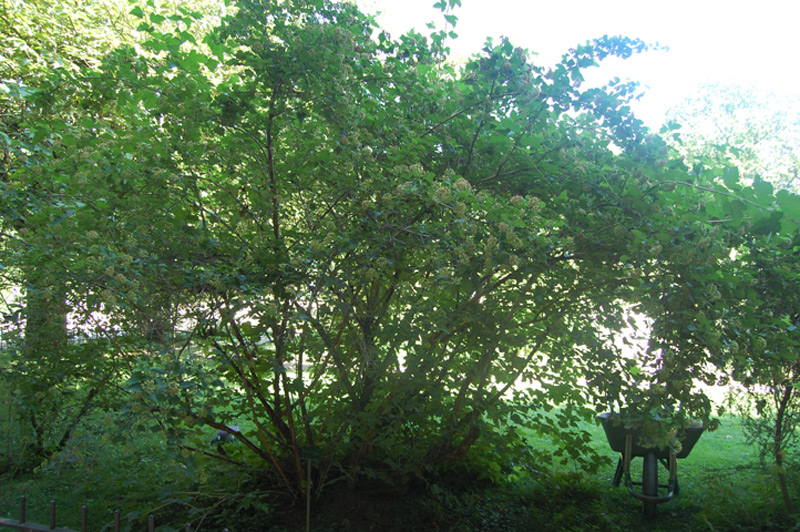 Physocarpe à feuilles d'obier