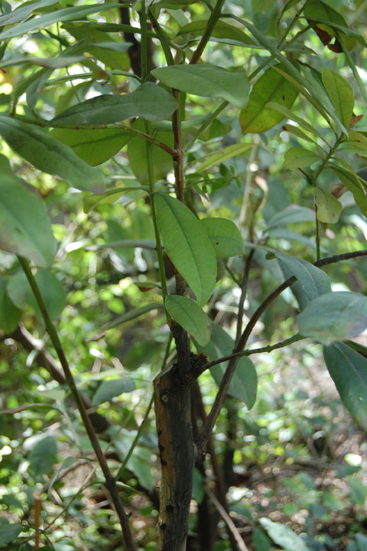 Piment de la Jamaïque, Poivre de la Jamaïque, Piment quatre épices, Piment giroflée