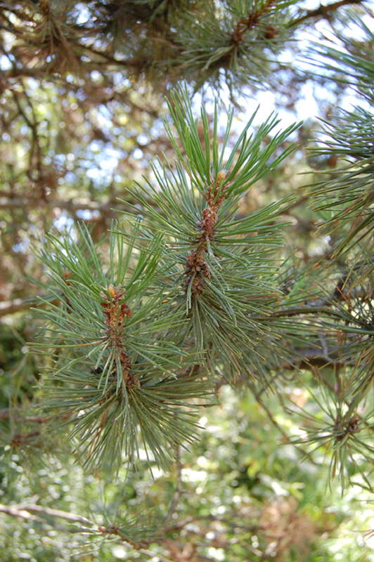 Pin à crochets, Pin de Briançon