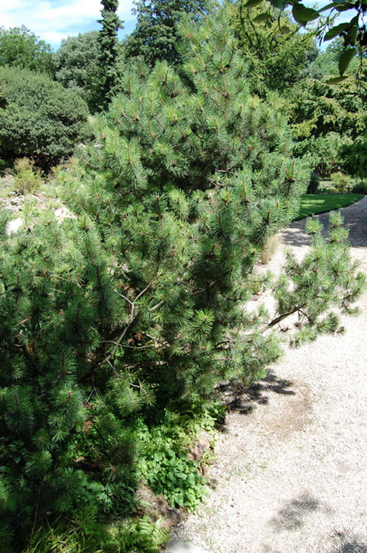 Pin des montagnes, Pin mugho nain