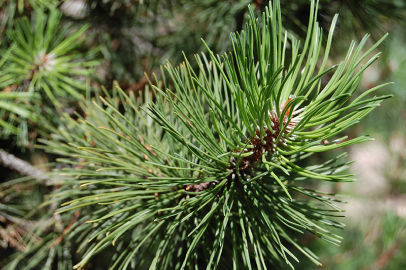 Pin des montagnes, Pin mugho nain