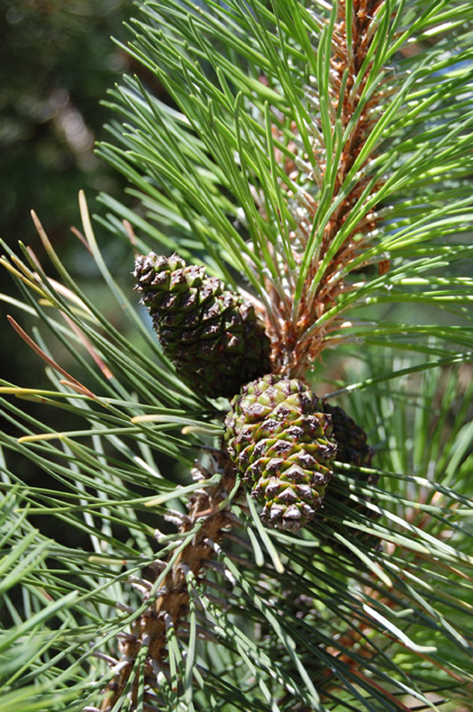 Pin des montagnes, Pin mugho nain
