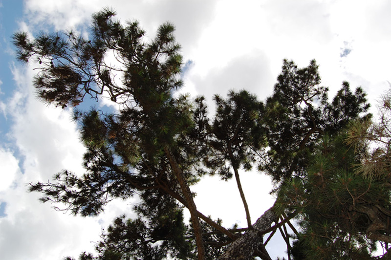 Pin laricio de Corse, Pin torche