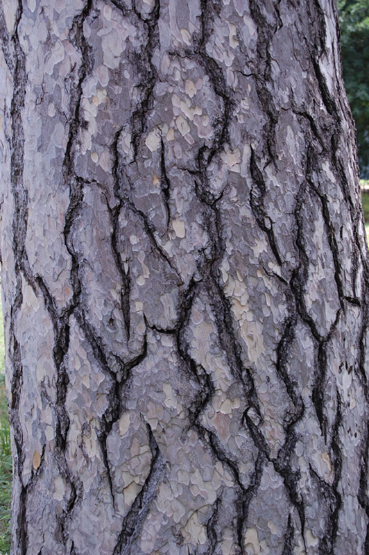 Pin laricio de Corse, Pin torche