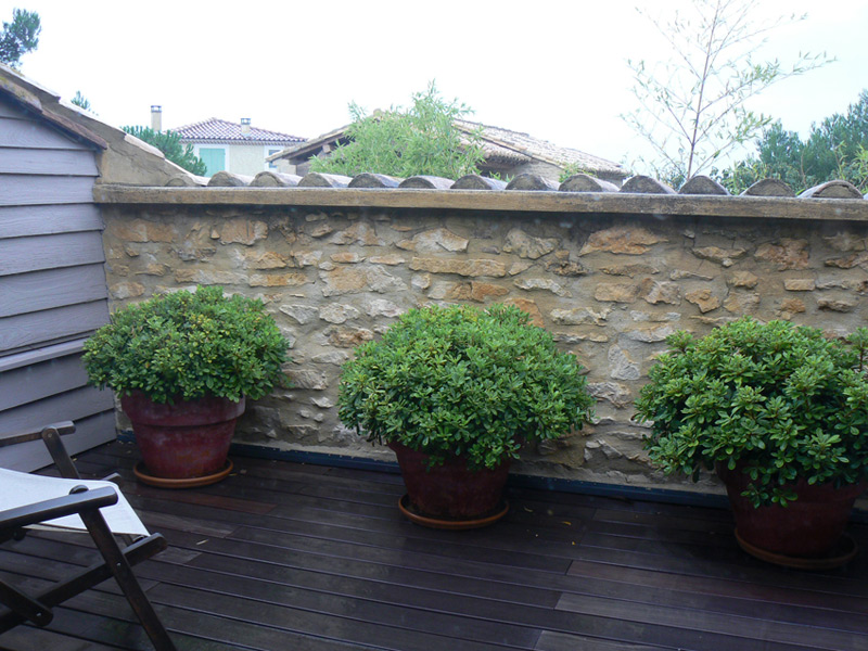 Pittospore du Japon 'Wheeler's Dwarf'