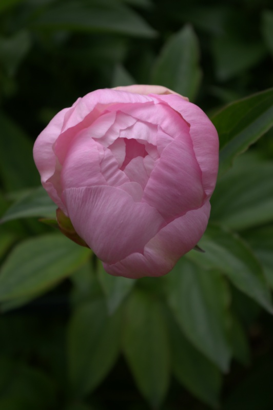 Pivoine 'Mrs F.D. Roosevelt'