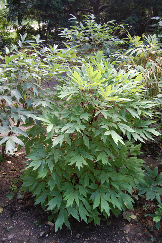 Pivoine 'Shin Koku Shoku'