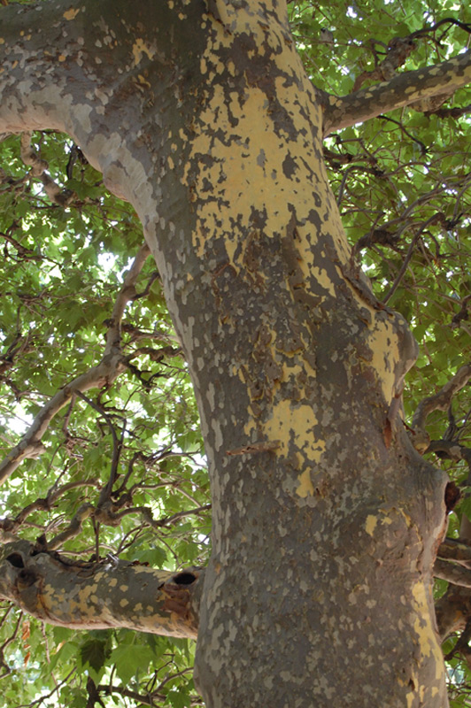 Platane commun, Platane à feuilles d’érable