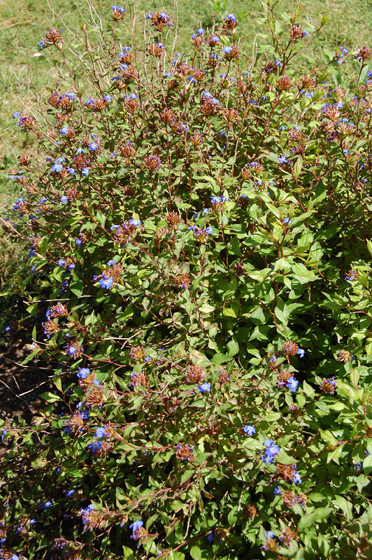 Plumbago de Willmott