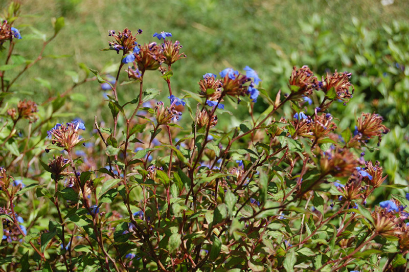 Plumbago de Willmott