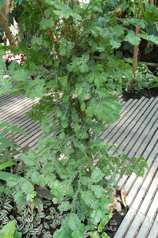 Podocarpus ladei
