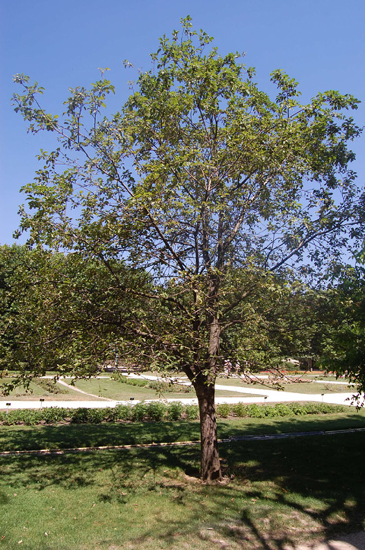 Pommier commun, pommier cultivé