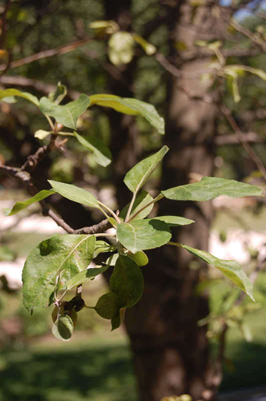 Pommier commun, pommier cultivé