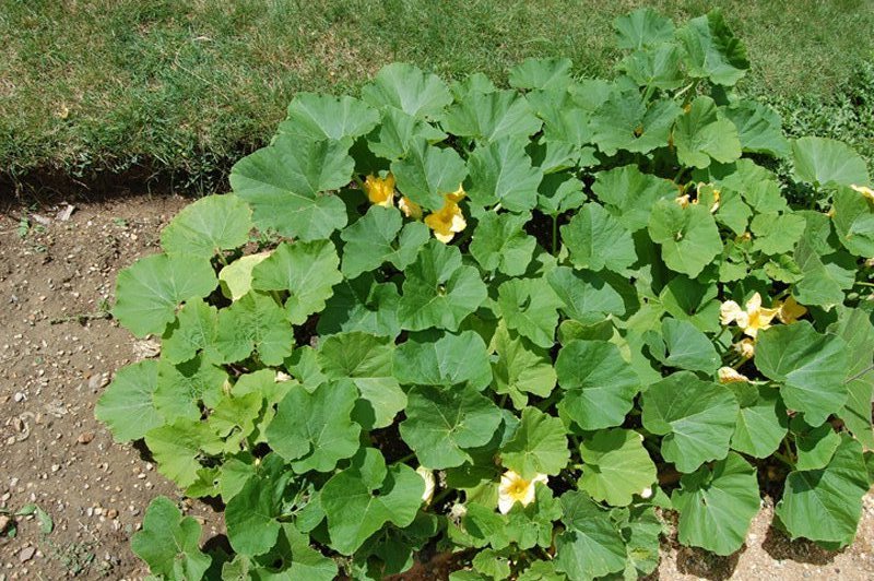 Potiron, Gourde, Potimarron