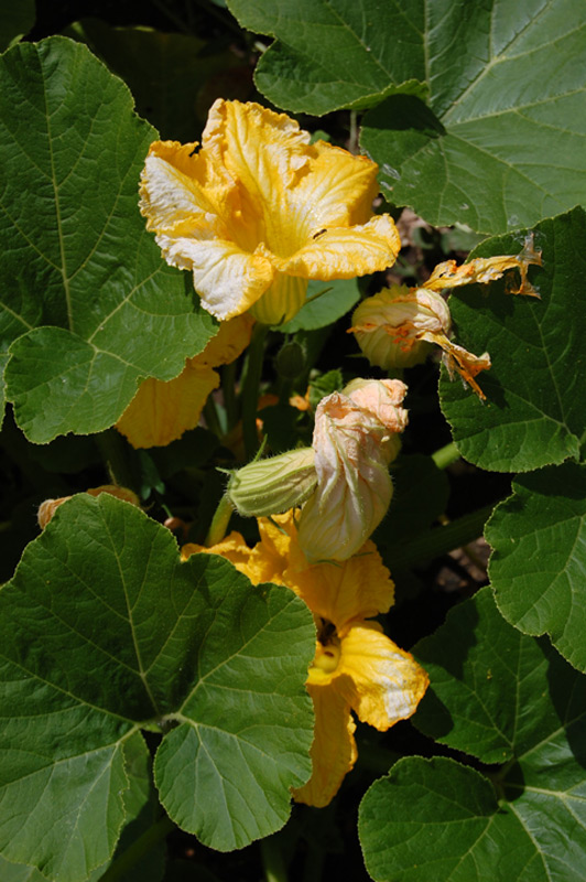 Potiron, Gourde, Potimarron