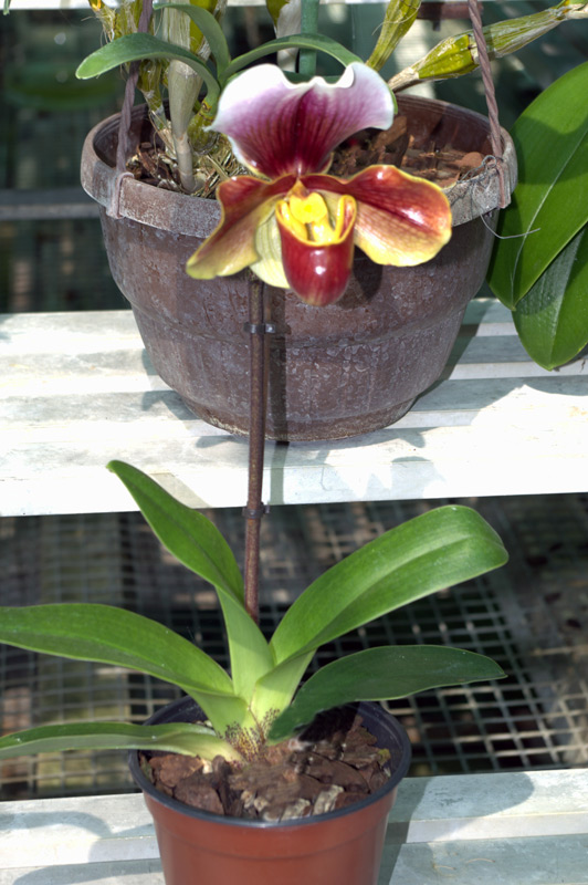Paphiopedilum amerika