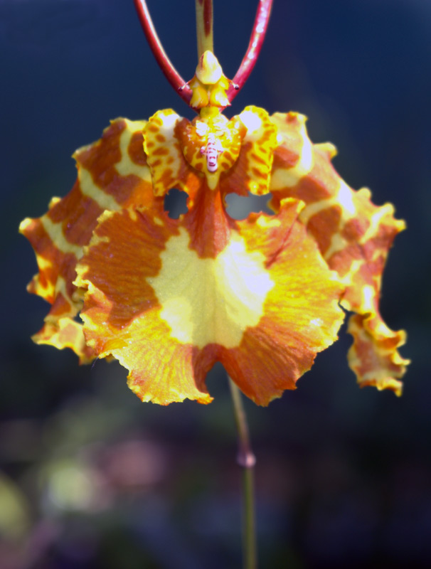 Orchidée papillon, Psychopsis papilio