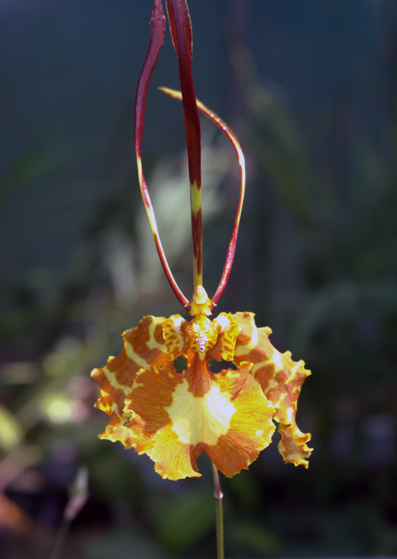 Orchidée papillon, Psychopsis papilio