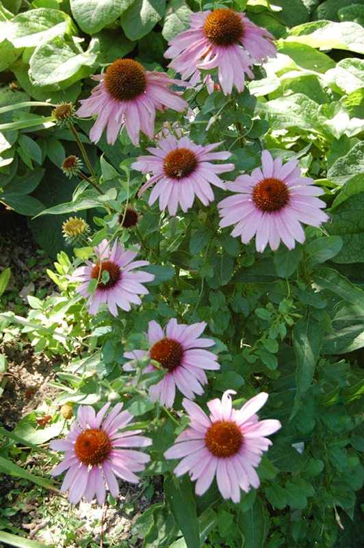 Rudbeckia pourpre 'Magnus'