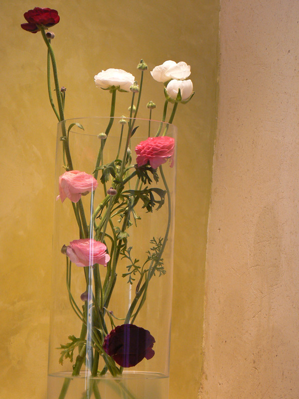 Renoncule des fleuristes