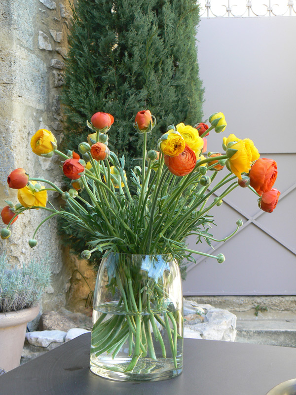 Renoncule des fleuristes