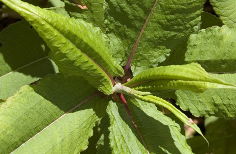 Renouée à épis nombreux