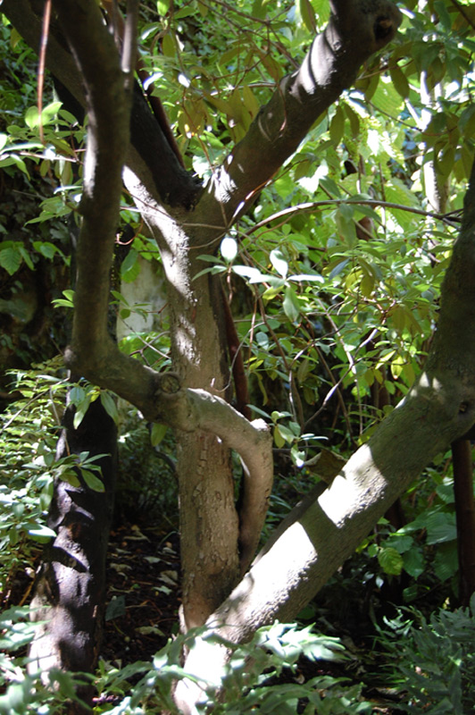 Rhododendron charianthum